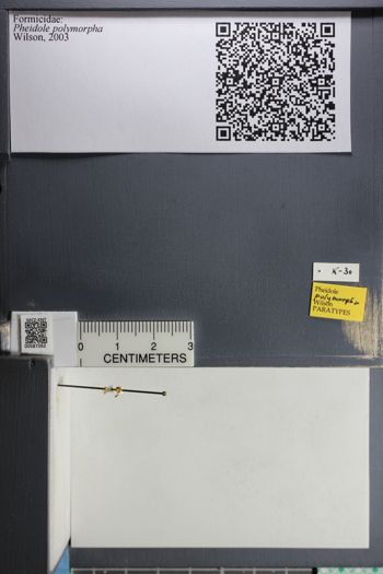 Media type: image;   Entomology 587262